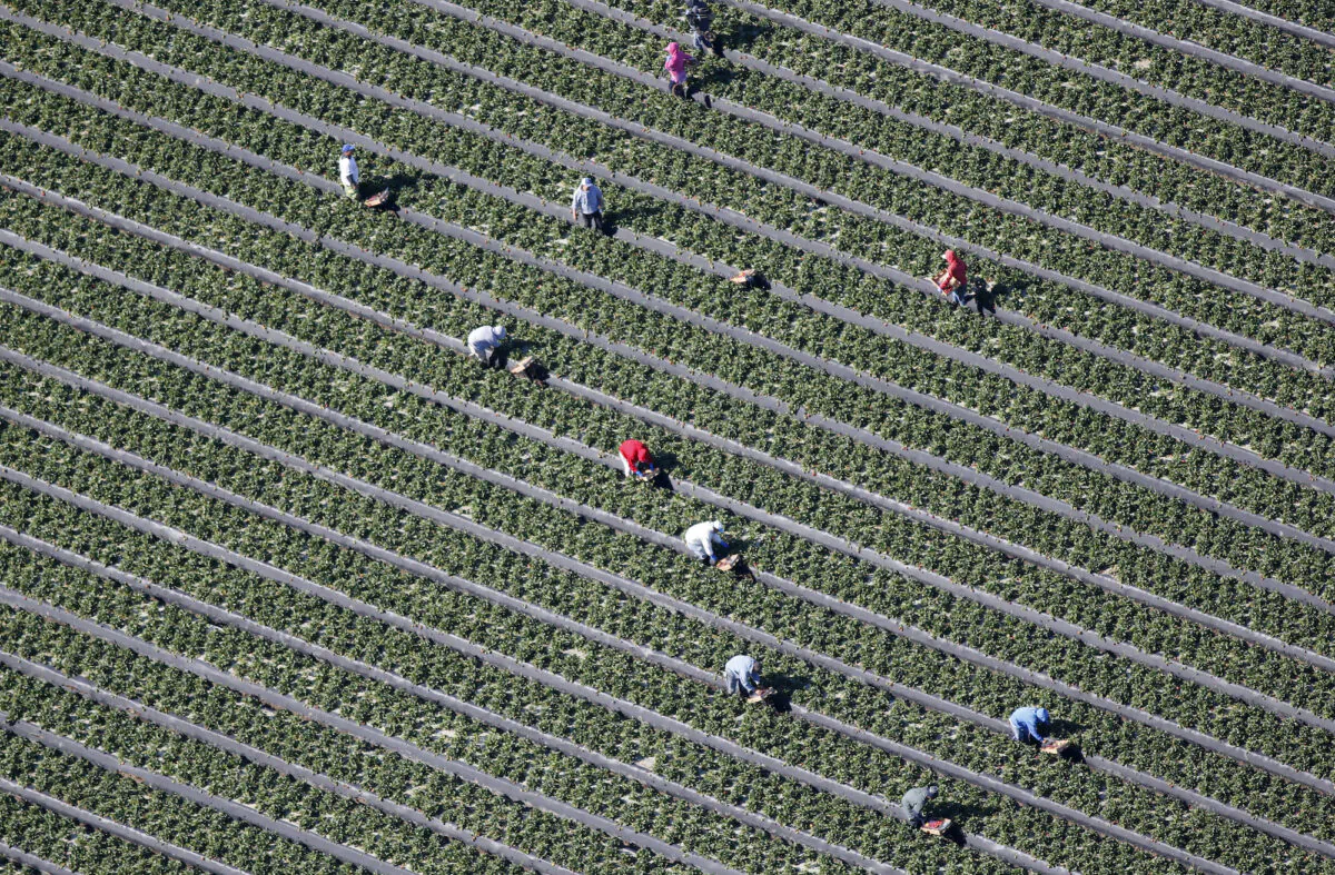 An aerial view shows field workers picking vegetables on a farm in Oxnard, California, on Feb. 24, 2015. (Lucy Nicholson/Reuters)