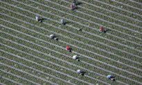 US Farm Group Seeks Stronger Antitrust Action With New Campaign