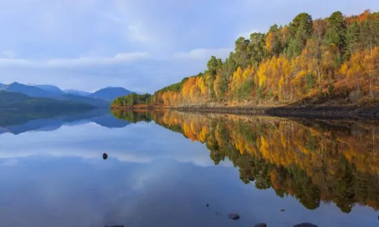 Rewilding Project for Half-a-Million Acres of Scottish Highlands Launched