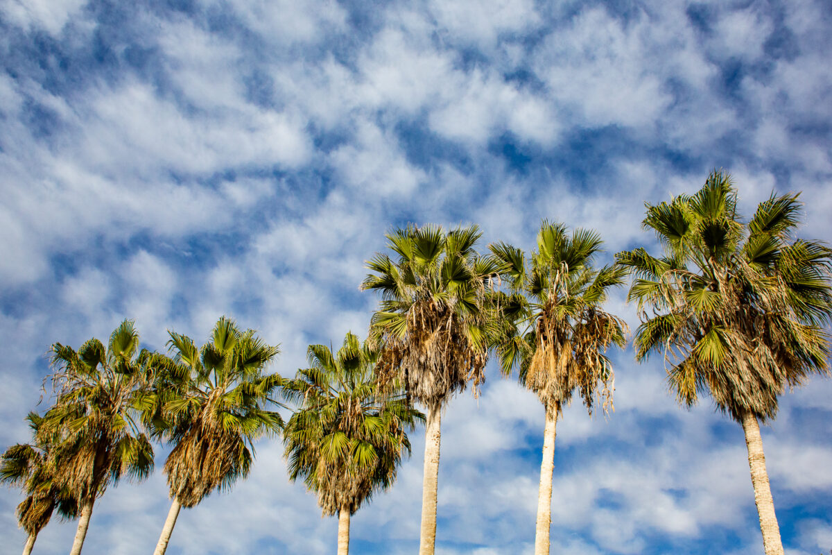 NextImg:Tree Trimmer Killed by Palm Fronds While Working in Bonita ID'd