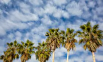 Tree Trimmer Killed by Palm Fronds While Working in Bonita ID’d