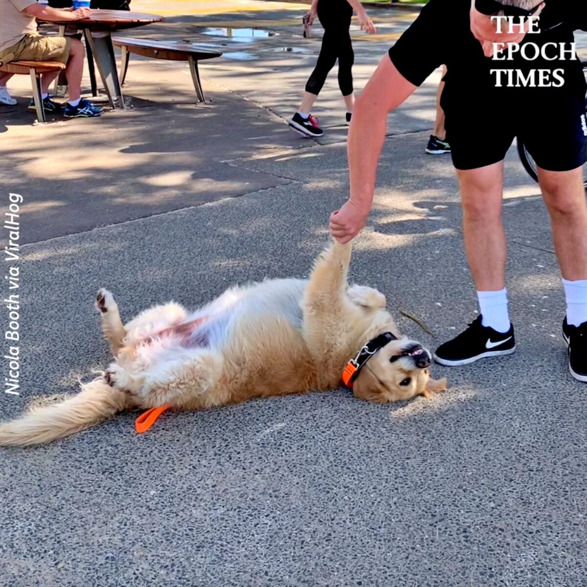 Dog Refuses to Go Home for More Lockdown