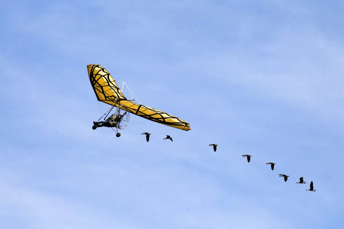 Geese fly with a yellow hang-glider at the Grand Park of Puy-du-Fou in Les Epesses, France on June 30, 2011.  (Credit: Joel Saget/AFP/GettyImages)