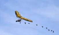 Up Above the World so High: Woman Flies With Geese Over the Alps
