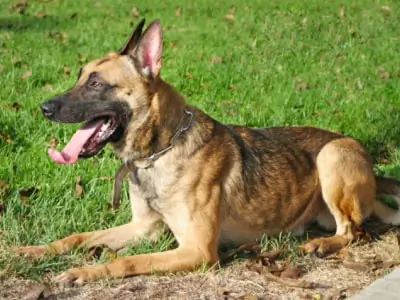 K-9 Memorial Unveiled at Laguna Beach Police Remembrance Ceremony Honors Fallen Service Dogs