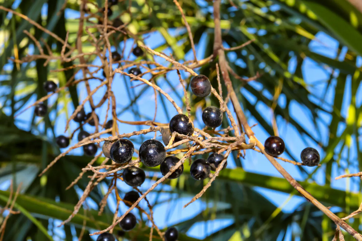 Saw Palmetto (Serenoa repens) berries have long been used by Native Americans for its nutritional, diuretic, sedative, aphrodisiac, and cough-reducing properties.