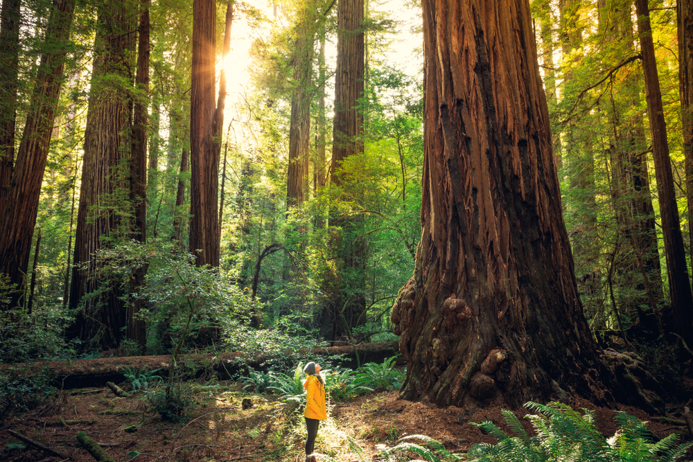 Sunrise,In,The,The,Redwoods,At,Redwoods,National,And,State
