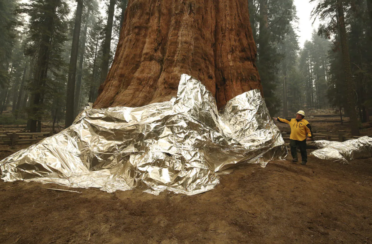 Operations Section Chief, Jon Wallace looks over General Sherman where the historic tree was protected by structure wrap from fires along with the Four Guardsmen at Sequoia National Park, Calif., on Sept. 22, 2021. (Gary Kazanjian/AP Photo)