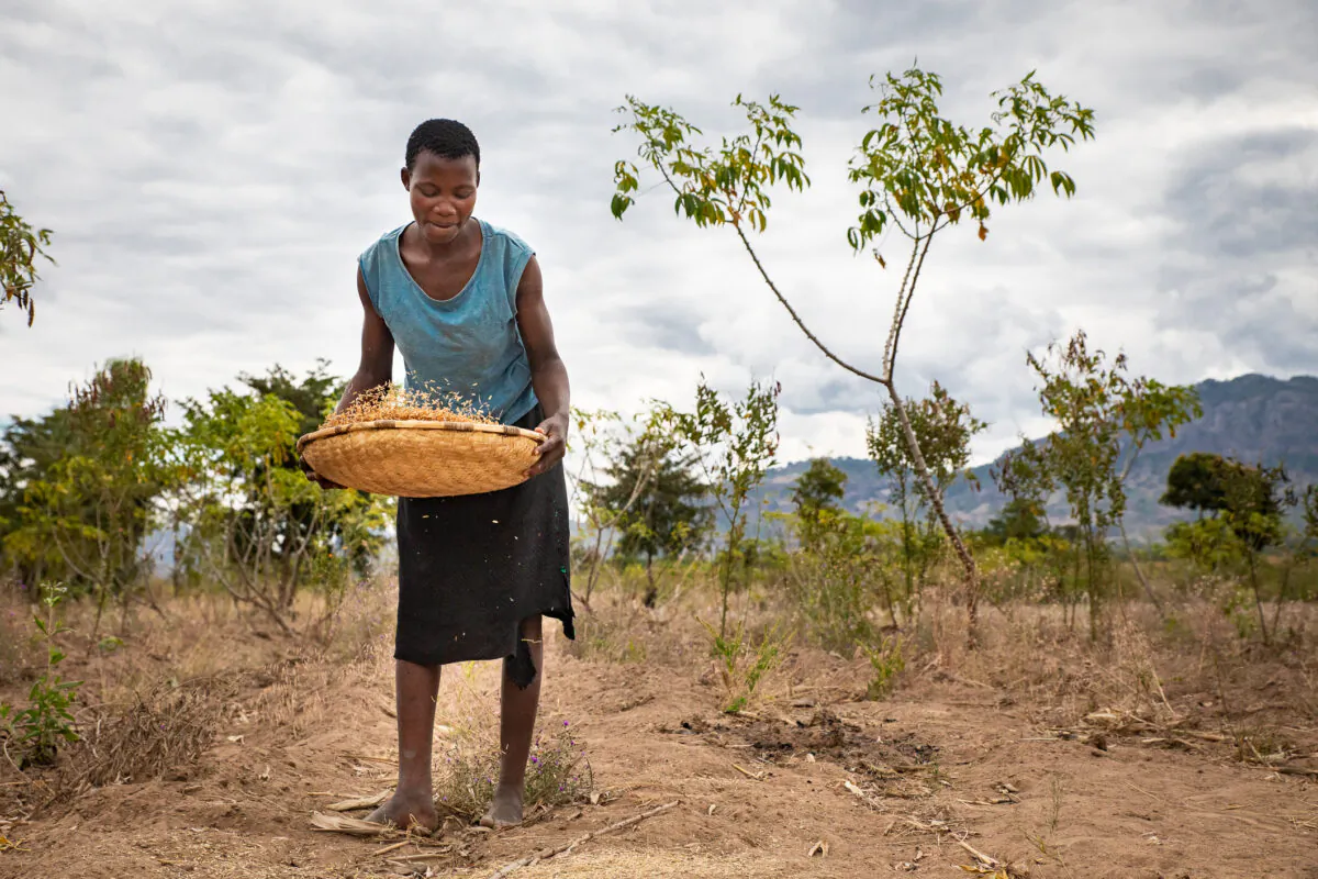 A woman gathers food in rural Malawi, Africa, on July 6, 2021. Expanding access to clean cooking fuel could empower women in developing countries and improve air quality, argues Chris Wright, CEO of Liberty Energy. (John Fredricks/The Epoch Times)