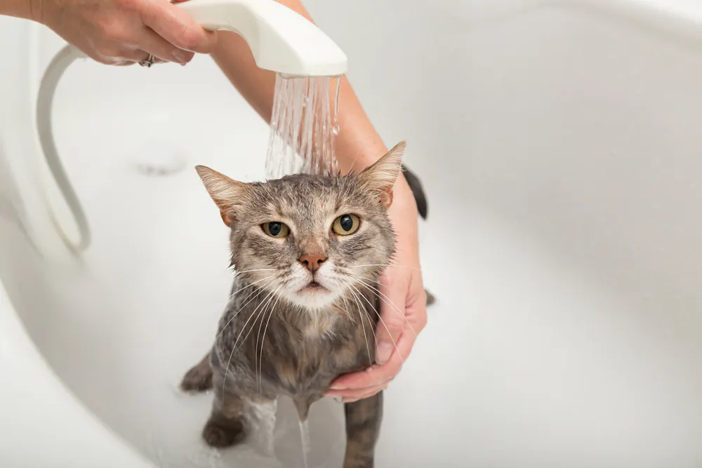 Immediately bathe a pet that has been exposed to smoke, to remove toxic particulate matter from its fur. (Impact Photography/Shutterstock)