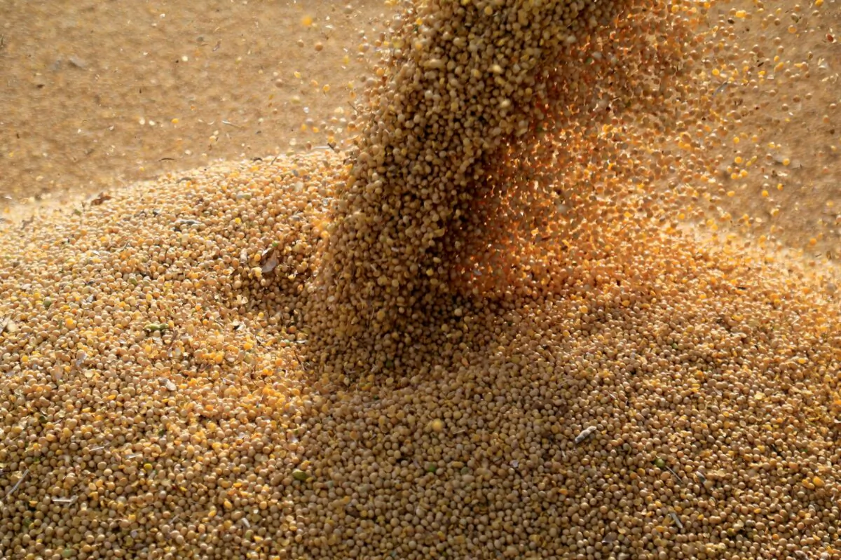 Soybeans are loaded on to a truck on Feb. 17, 2020. (Jorge Adorno/Reuters)