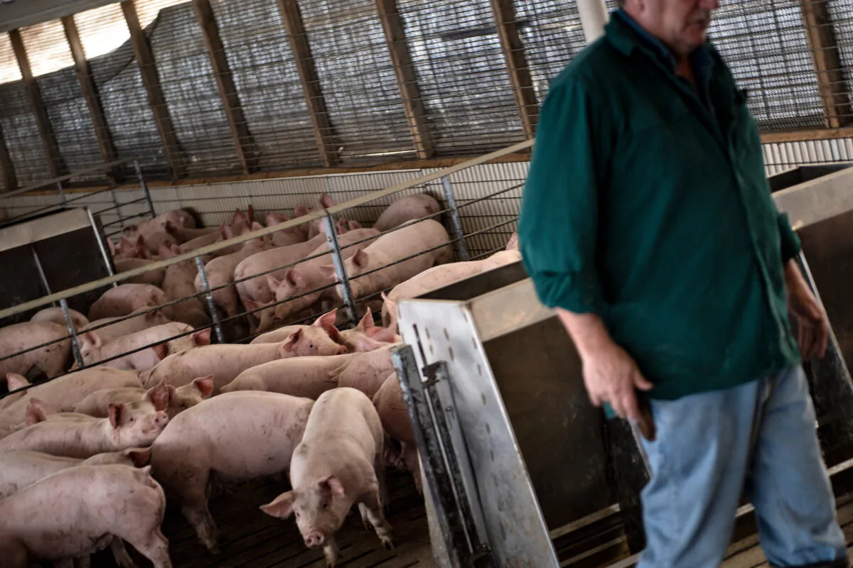 A farmer walks through a hog pen on his farm in Polo, Ill., on Jan. 25, 2020. (Brendan Smialowski/AFP via Getty Images)