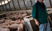 Industry Asks Supreme Court to Invalidate California Law Regulating Treatment of Hogs Outside Its Borders