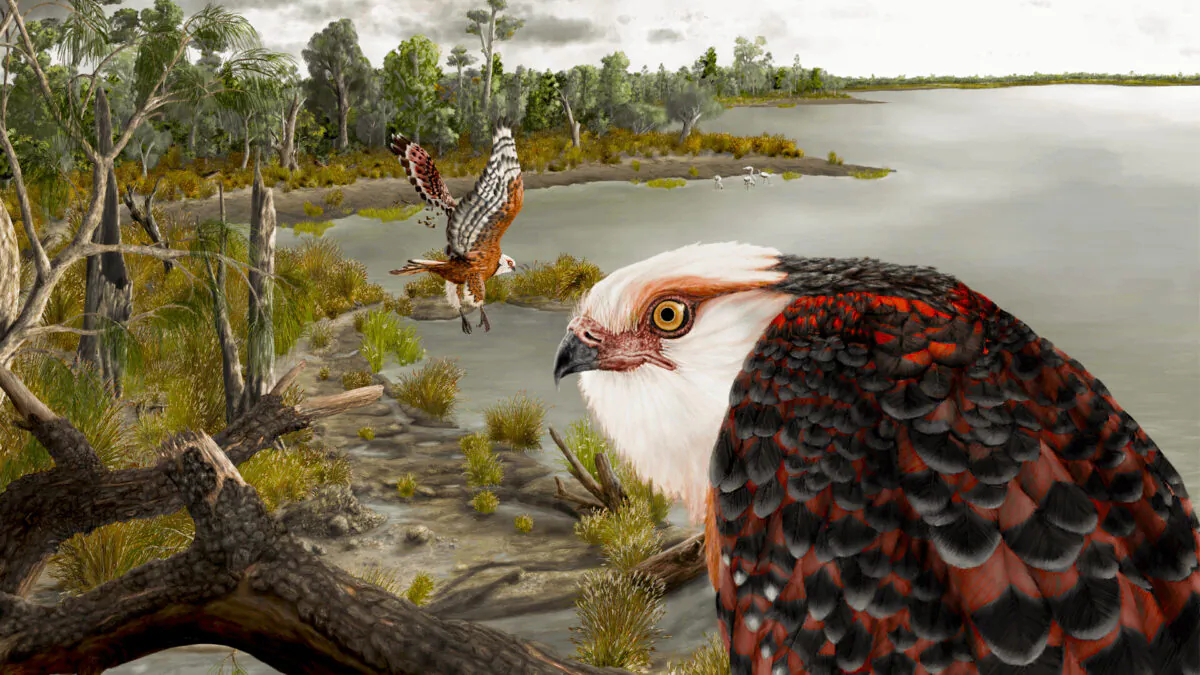 Archaehierax sylvestris, a newly described raptor fossil species which lived during the late Oligocene in Australia’s interior. (J Blokland/Flinders University.)
