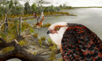 Australian Scientists Unearth 25 Million Year Old Eagle Fossil