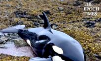 Stranded Killer Whale Survives With the Help of Humans