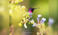 Woman From California Captures Breathtaking Photos of Hummingbirds From Her Backyard