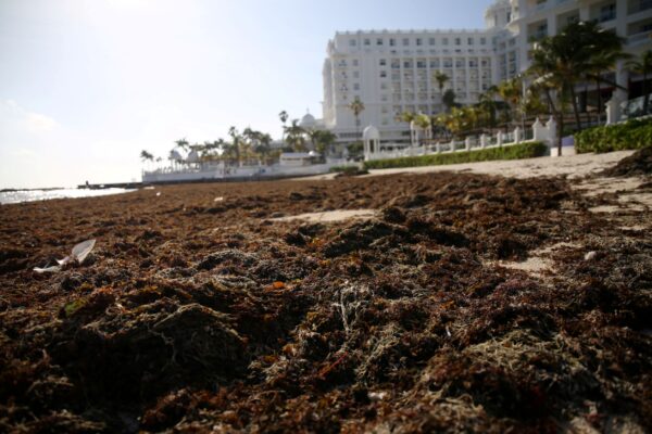 beach covered with sargassum