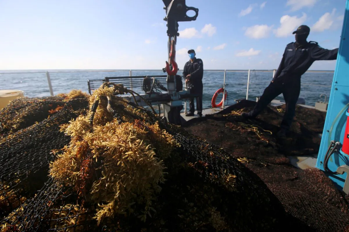 Mexican Marines stand next to sargassum removed from the sea in Cancun, Mexico, on July 20, 2021. (Paola Chiomante/Reuters)