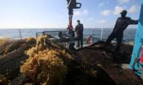 Scientists Come Closer to Solving Caribbean Seaweed Mystery