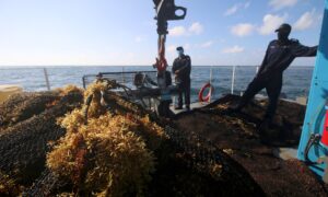 Scientists Come Closer to Solving Caribbean Seaweed Mystery