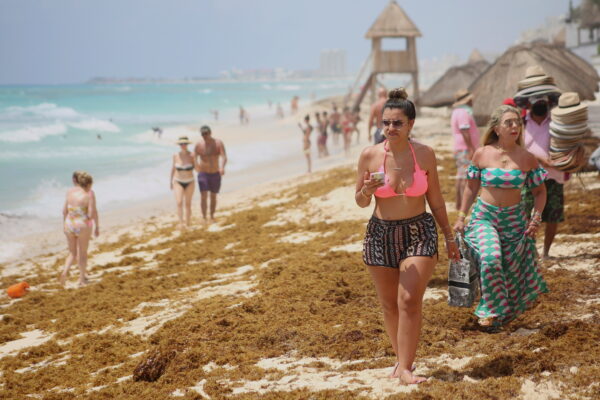 sand strewn with sargassum