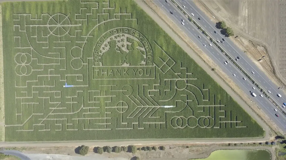 The words “Thank you for all your sacrifice” cut in the corn maze at Cool Patch Pumpkins in Dixon, Calif., on Sept. 26, 2021. (Ilene Eng/The Epoch Times)