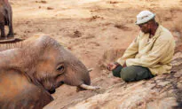 Elephant Mom Brings Her Baby to Visit Man Who Raised Her 10 Years After Being Released