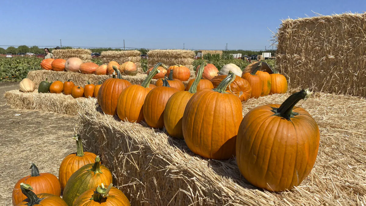 Pre-picked pumpkins sit on haystacks for people to take or photograph with at Cool Patch Pumpkins in Dixon, Calif., on Sept. 26, 2021. (Ilene Eng/The Epoch Times)