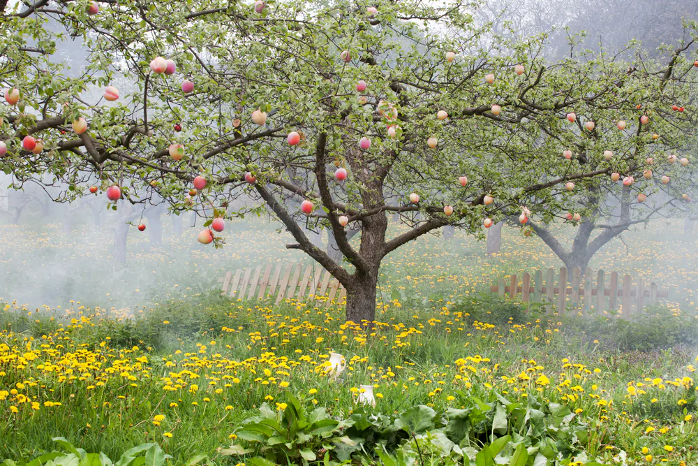 Shoots from a cut peach tree can grow to maturity if given the right conditions. (RomanKorytov/Shutterstock)