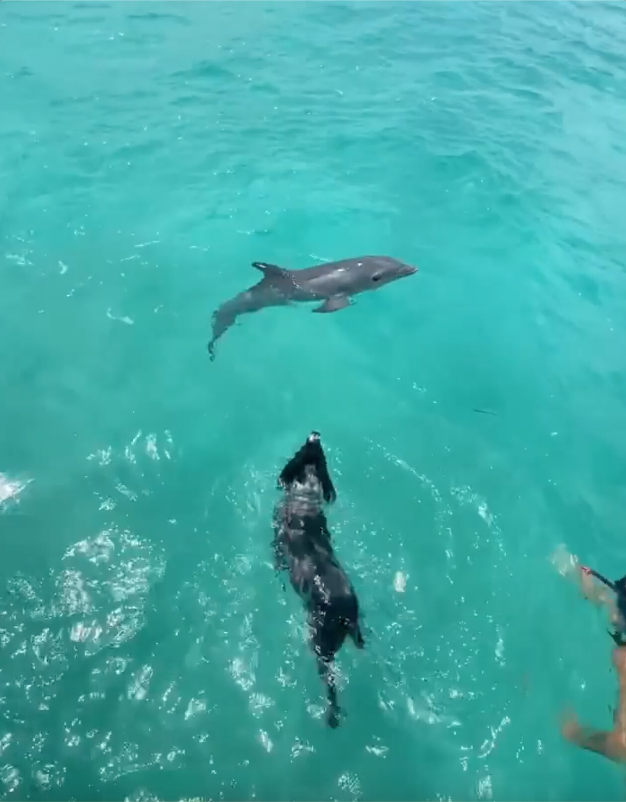 Wild Dolphin, 40, Introduces His Calf to Dog Who Has Been His Best Friend for 7 Years | The Epoch Times