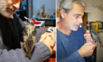 Aussie Man Nurses Abandoned Bird to Health—Teaches Him to Whistle Football Team Anthem