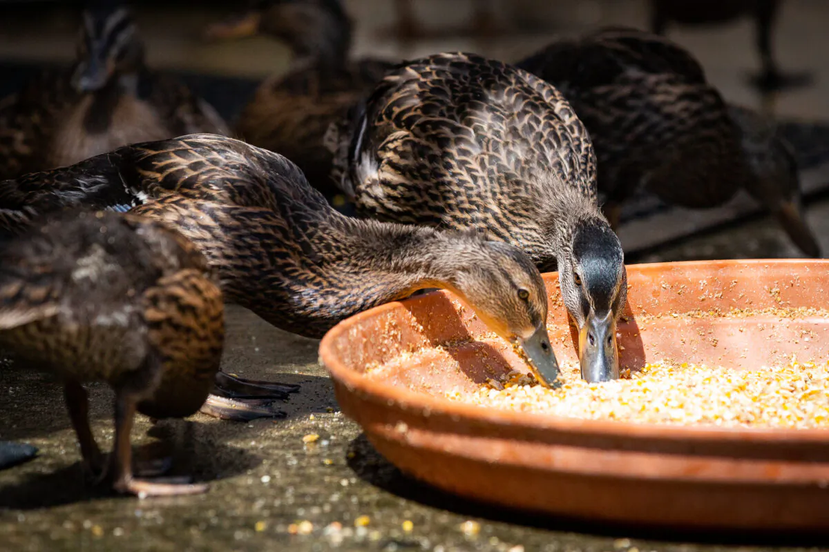 Ducks get the help they need at Wetlands and Wildlife Care Center in Huntington Beach, Calif., on May 5, 2021. (John Fredricks/The Epoch Times)