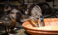 SD Humane Society Prepares For Bird Flu, Offers Tips To Prevent Spread