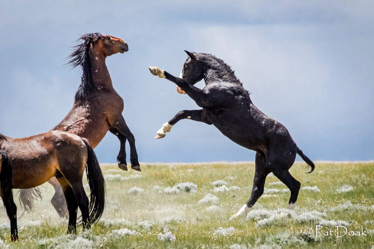 Mustangs in the wild. (Courtesy of Steven Latham)