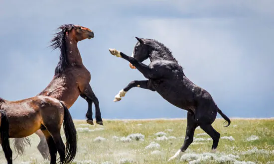 Documentary Showcases Mustangs, A Symbol of America’s Spirit of Freedom