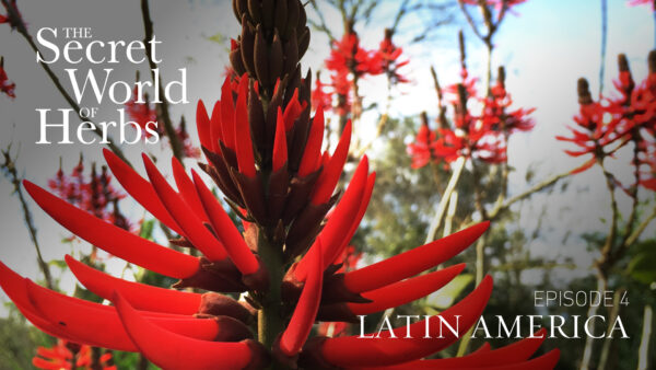 The Secret World of Herbs: In Latin America (Episode 4)