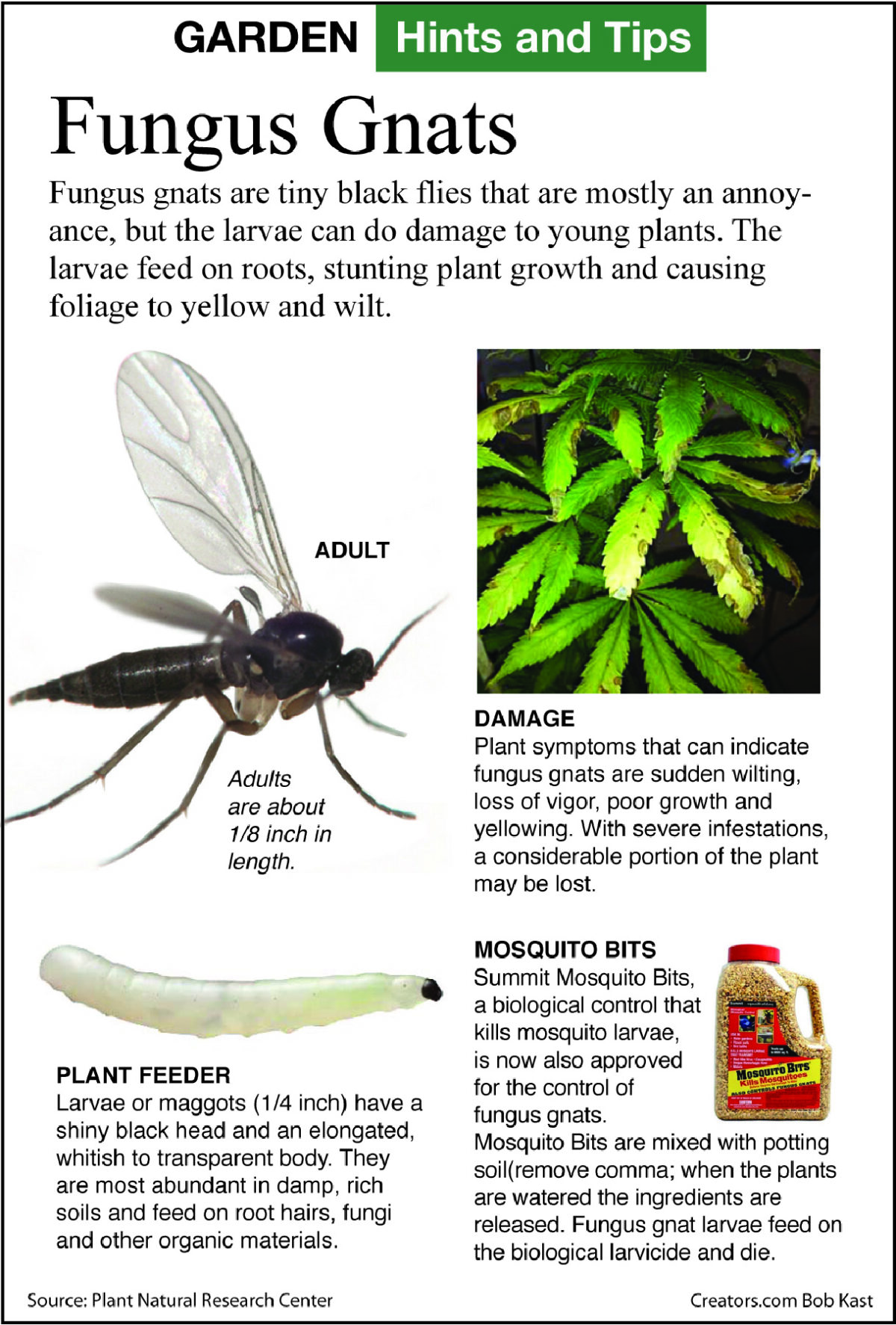 What Are Fungus Gnats & How to Kill Them? - WeedSeedShop