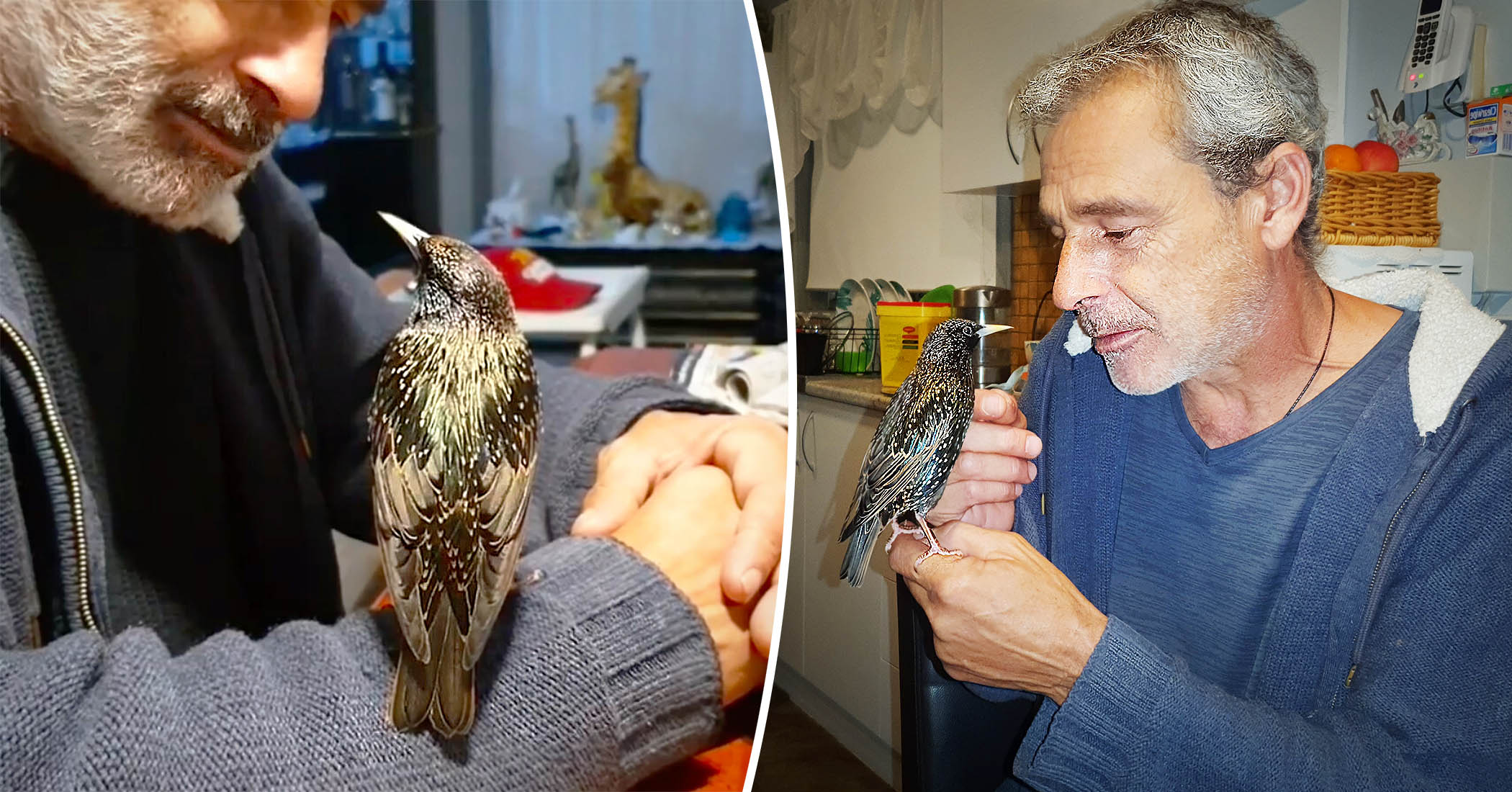 Aussie Man Nurses Abandoned Bird to HealthпїЅTeaches Him to Whistle ... picture image