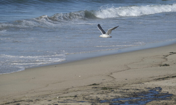 A seagull flies over oil washed up by the coast in Huntington Beach, Calif., on Oct. 3, 2021. (Ringo H.W. Chiu/AP Photo)