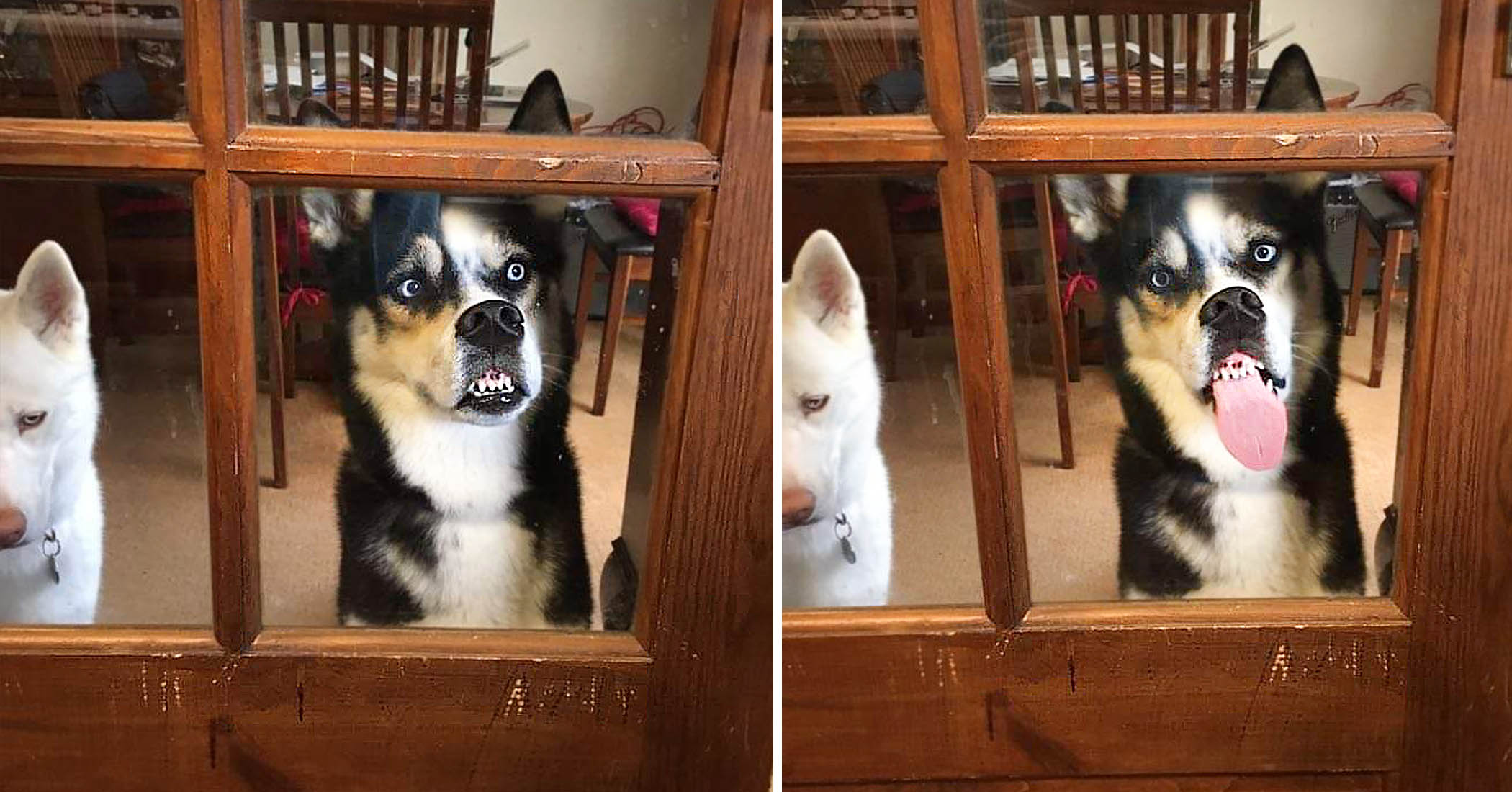 Husky Makes Hilarious Faces Pressing Nose Against Window When He Wants