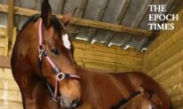 Mama Horse Who Just Lost Her Baby Becomes a Foster Mother