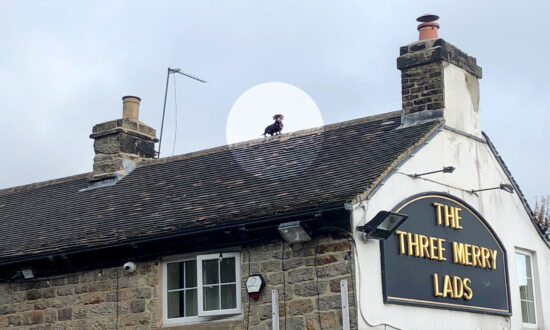 Photo of ‘Spiderman’ Dachshund on Pub Rooftop in Sheffield Goes Viral, Baffles Brits