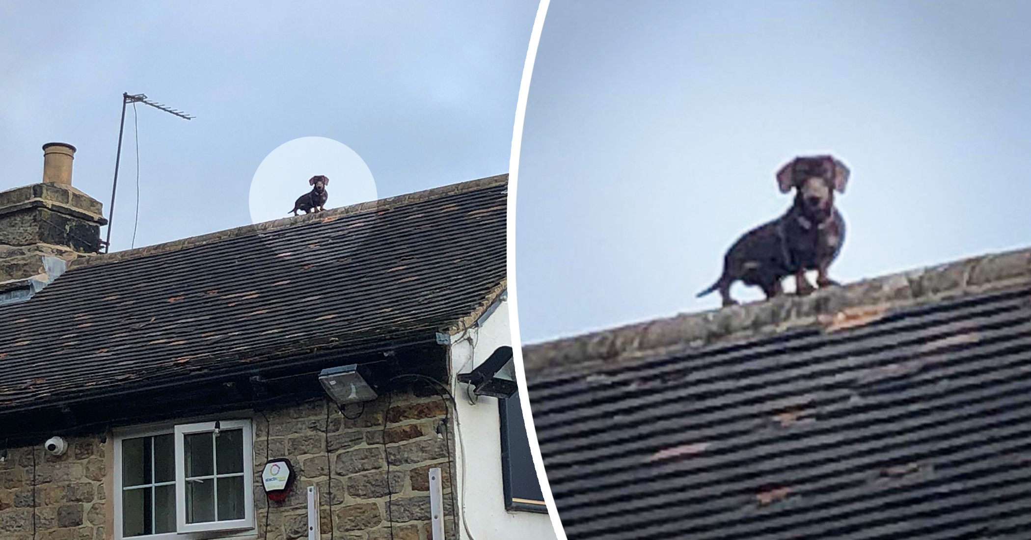 sausage dog on roof