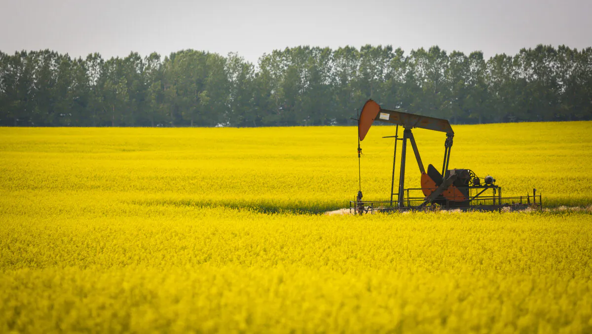 A pumpjack draws oil underneath a canola field as a haze of wildfire smoke hangs in the air in Cremona, Alta., on July 16, 2021. (The Canadian Press/Jeff McIntosh)