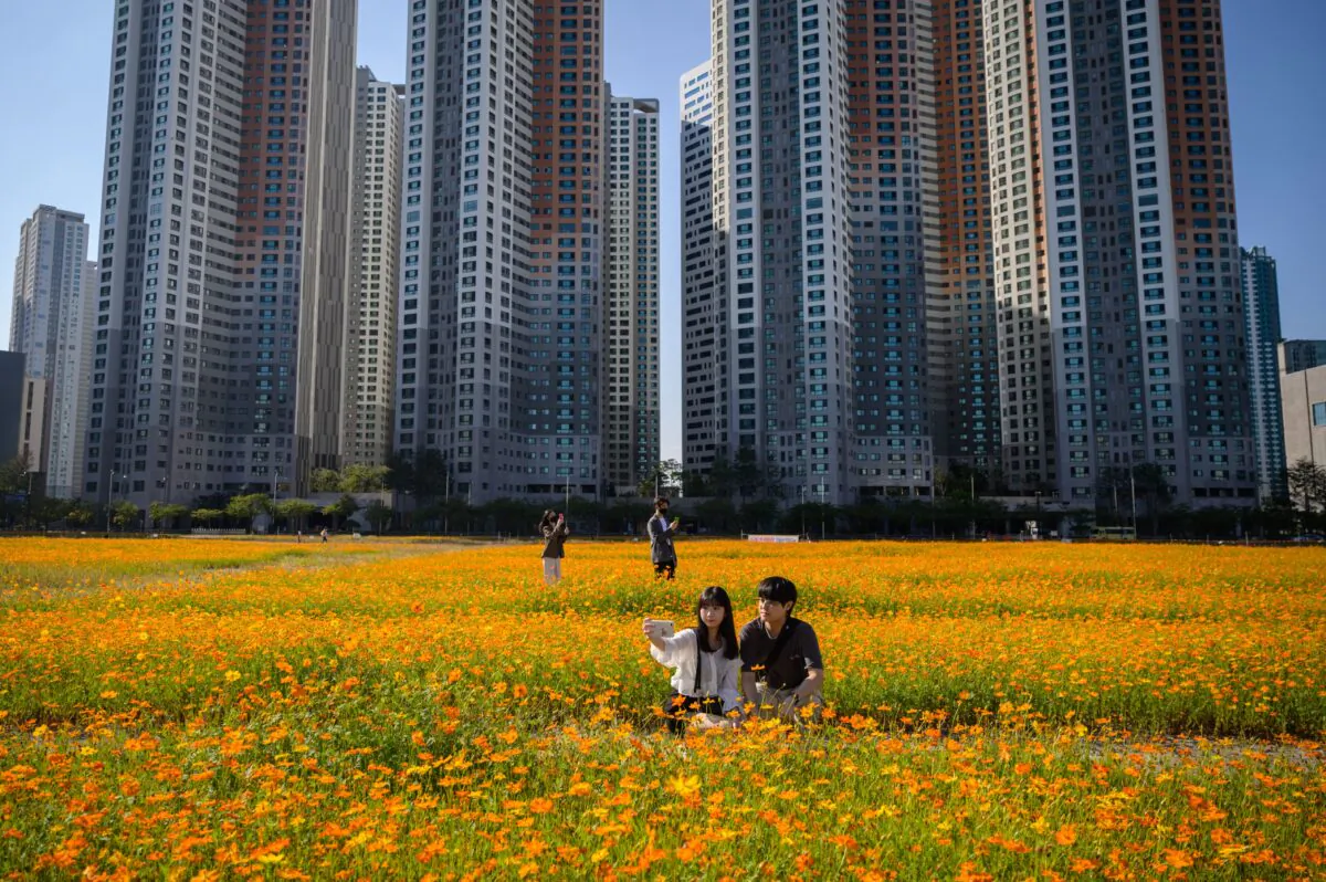 People pose for photos among a field of cosmos flowers in a car park before high-rise apartment buildings in Goyang, west of Seoul on Sept. 22, 2020. (Ed Jones / AFP via Getty Images)