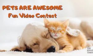 Pets Are Awesome: Fun Video Contest