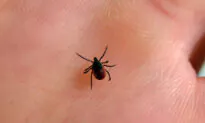 Rise in Tick-Borne Disease That Kills Up to 1 in 5 Vulnerable People
