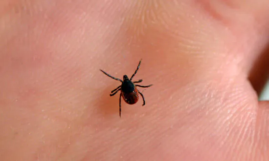 Rise in Tick-Borne Disease That Kills Up to 1 in 5 Vulnerable People