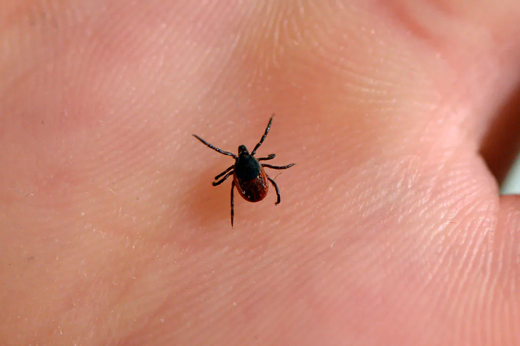 A tick at the French National Institute of Agricultural Research in Maison-Alfort, on July 20, 2016. (Bertrand Guay/AFP/Getty Images)